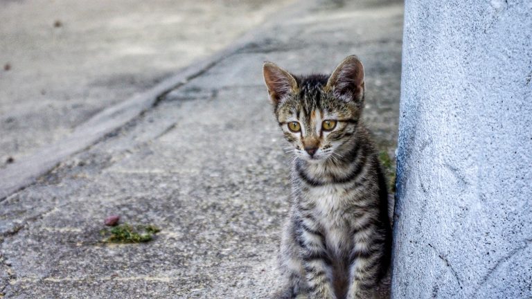 gatos callejeros