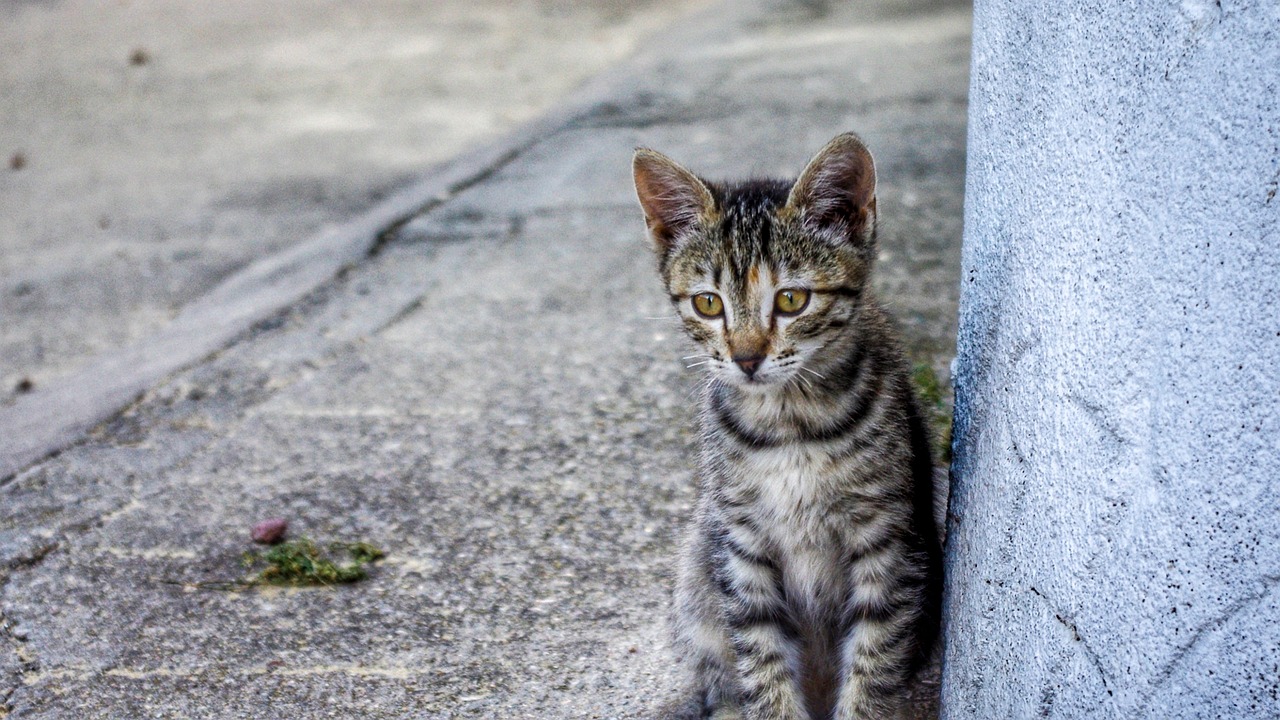 gatos callejeros