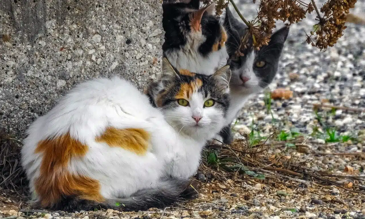 Esterilización de gatos mediante CER