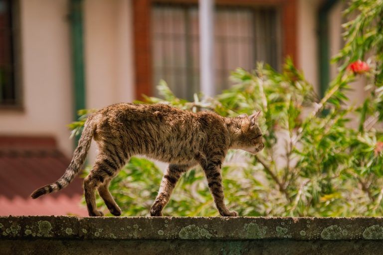 Amigo Felino