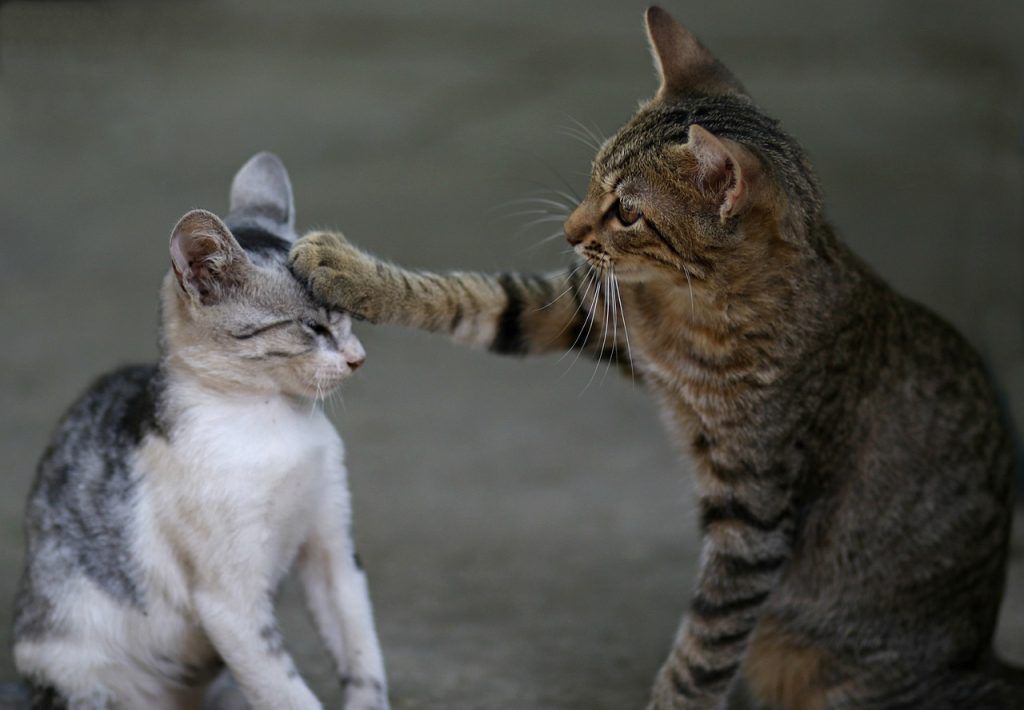 Dos gatos juegan juntos
