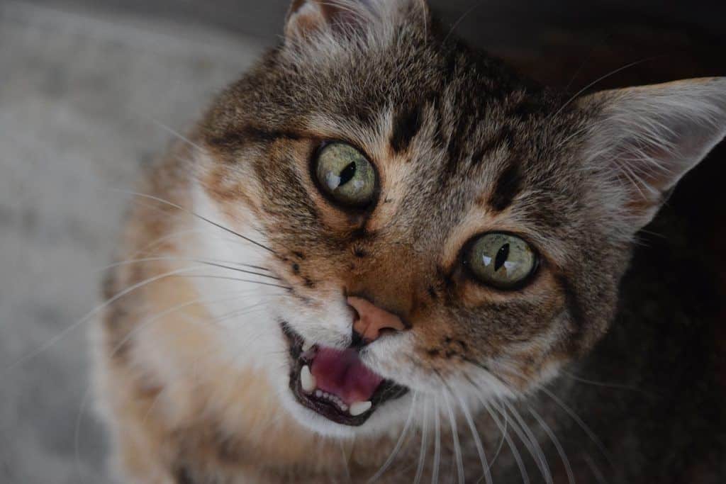 lenguaje felino