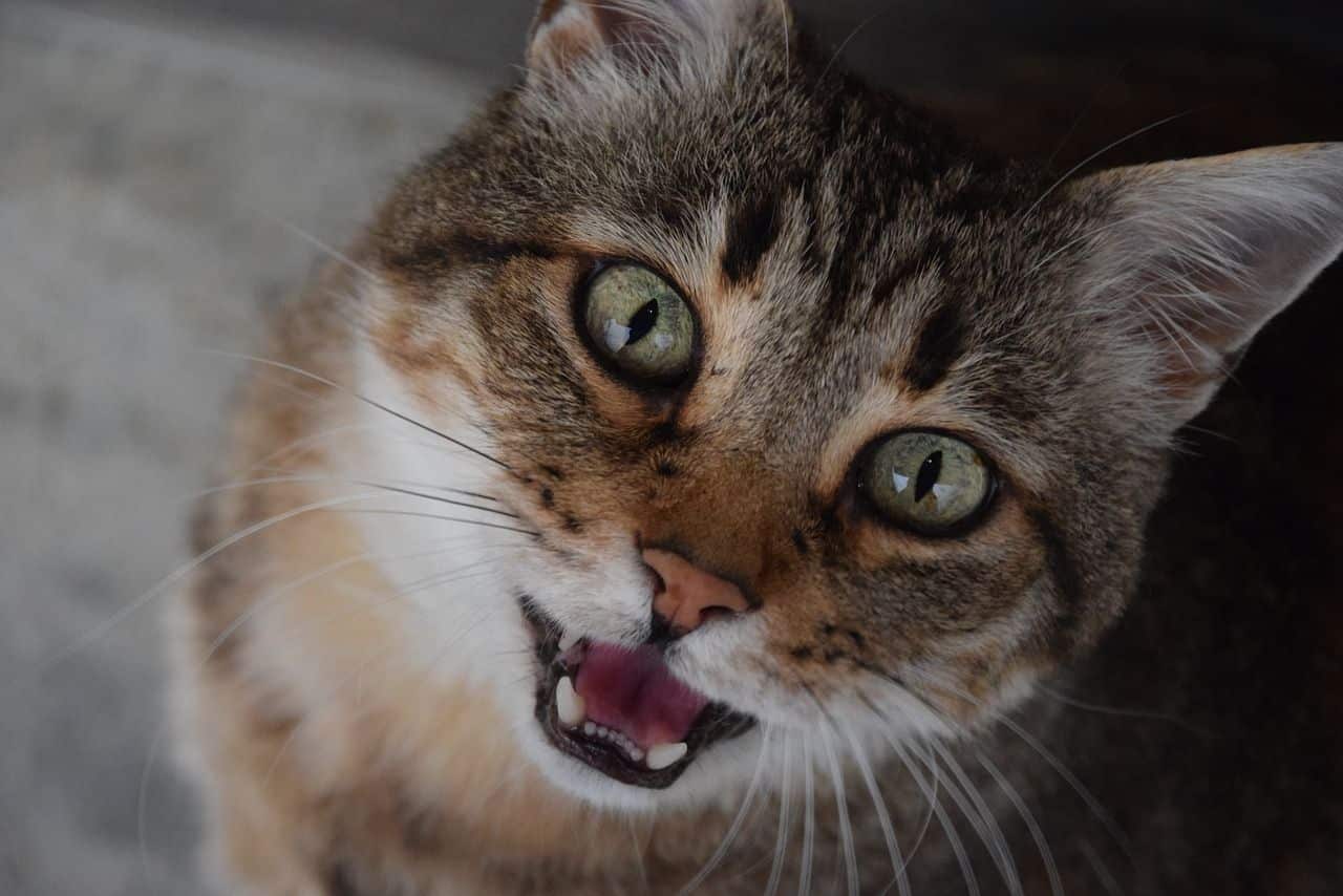 lenguaje felino
