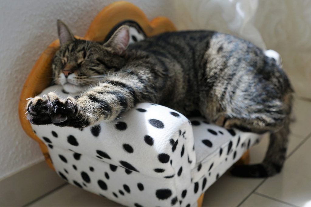 Mejorar vida gato estirado en sofá