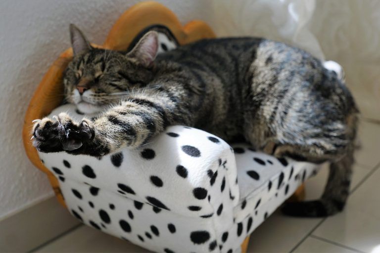 Mejorar vida gato estirado en sofá