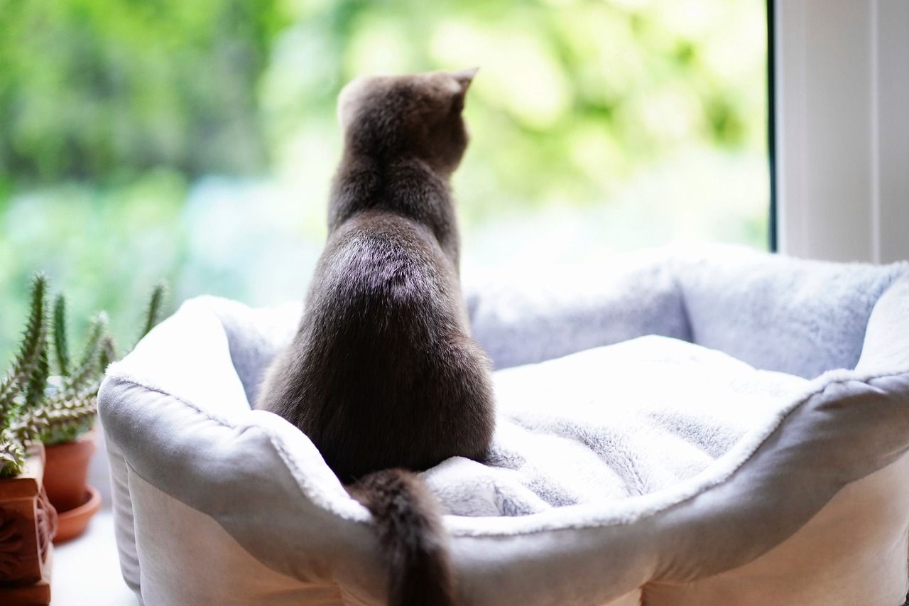 gatos al aire libre o en interiores