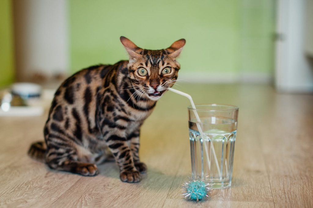 plata coloidal en bebederos de gatos