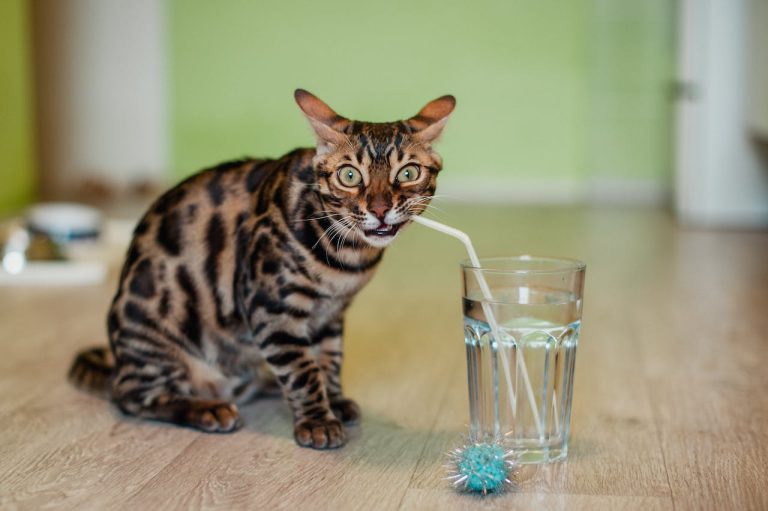 plata coloidal en bebederos de gatos