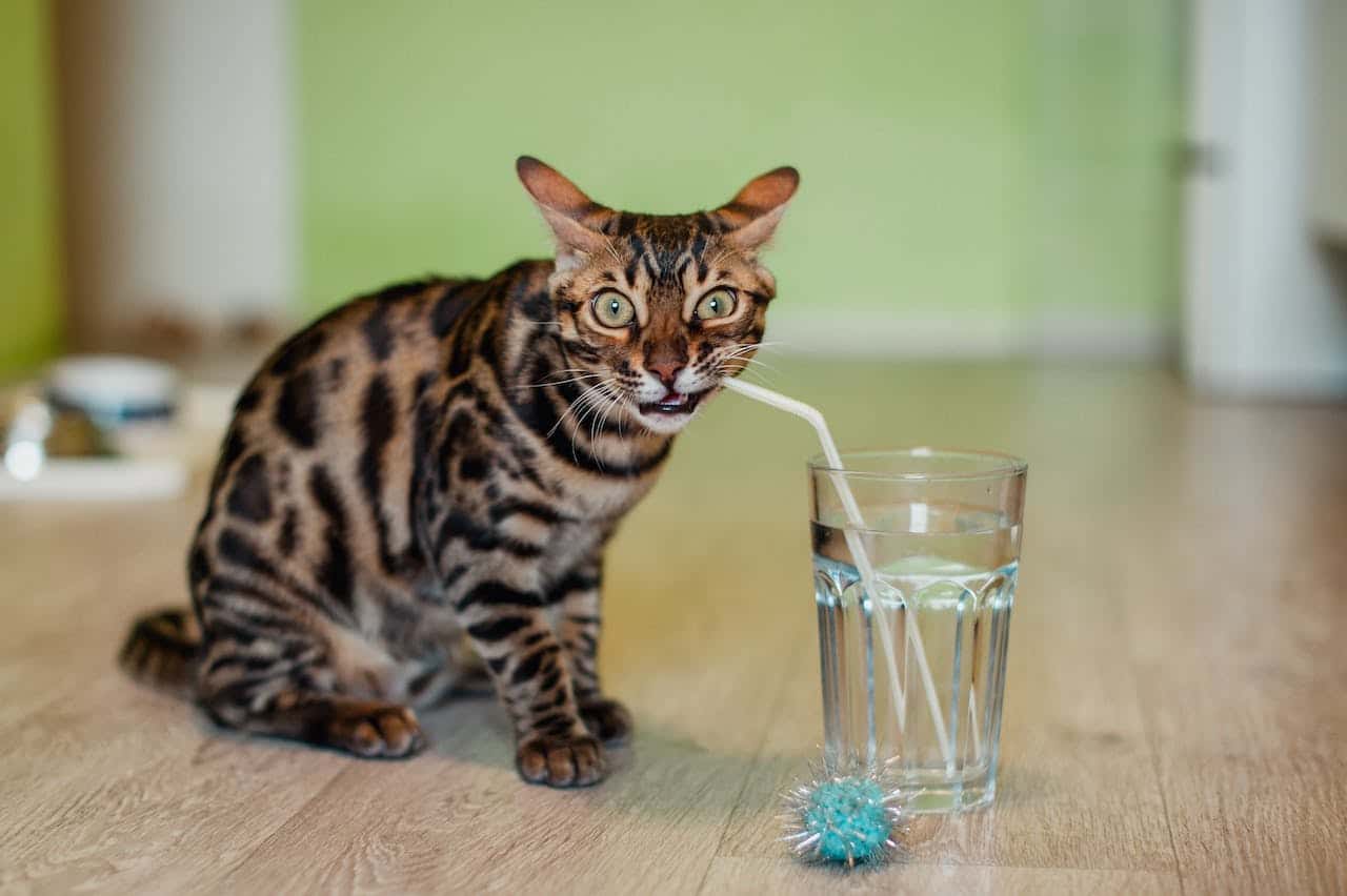 plata coloidal en bebederos de gatos