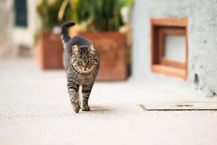 Gato gestionado por el CER