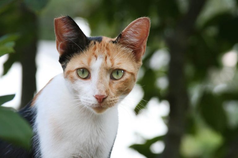 Por esto se les corta una oreja a los gatos del CER