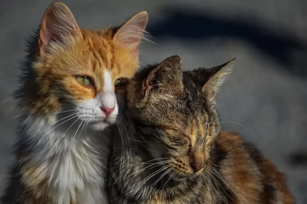 gatos callejeros juntos