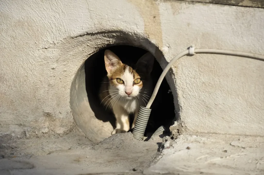 gatos callejeros