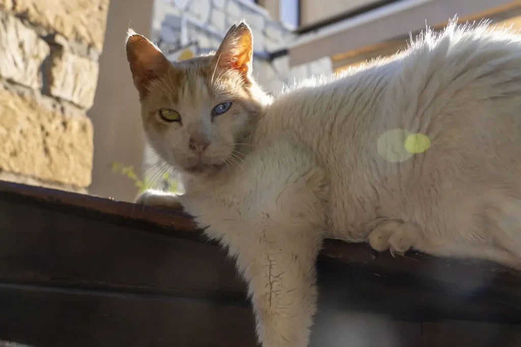 gato callejero descansando