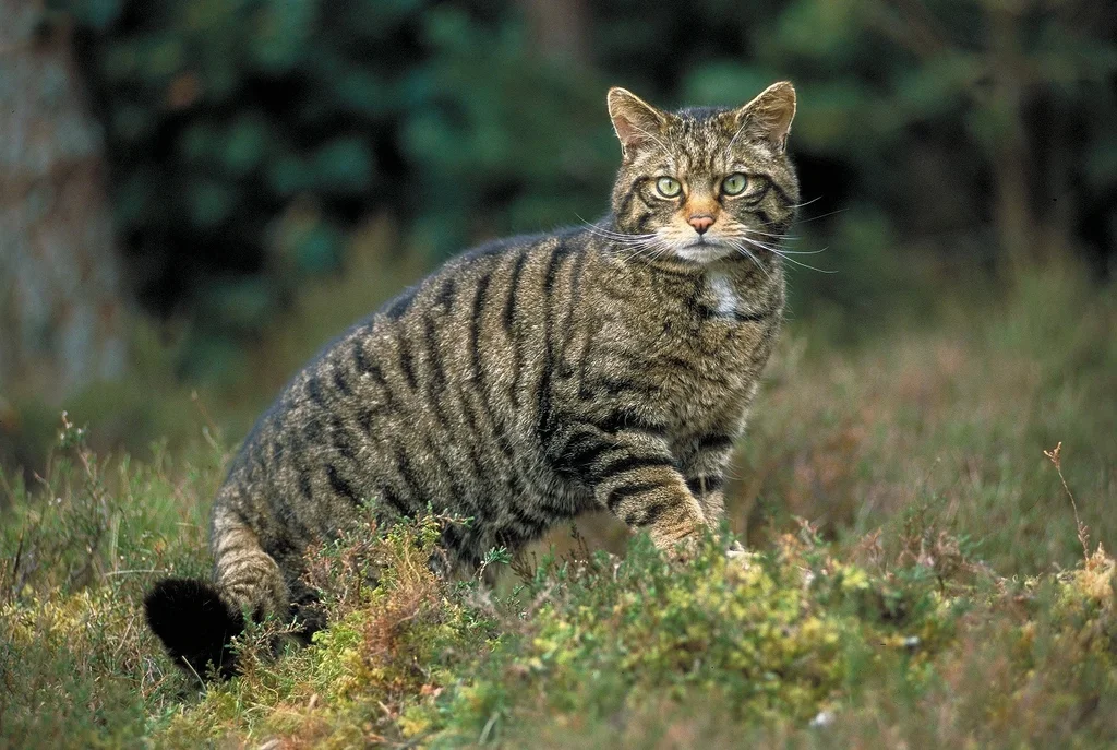 gato montés