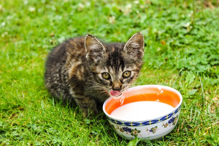 leche de vaca a gatos