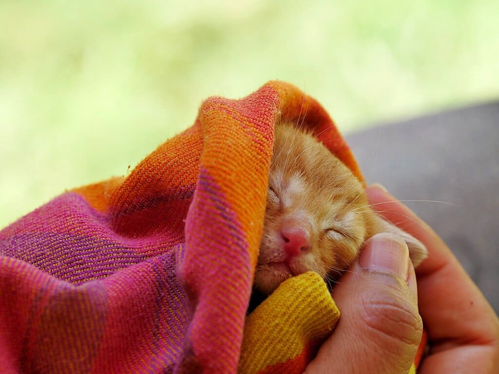 leche de vaca a gatos