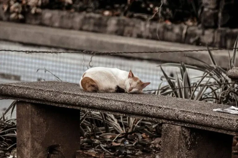 animales abandonados España