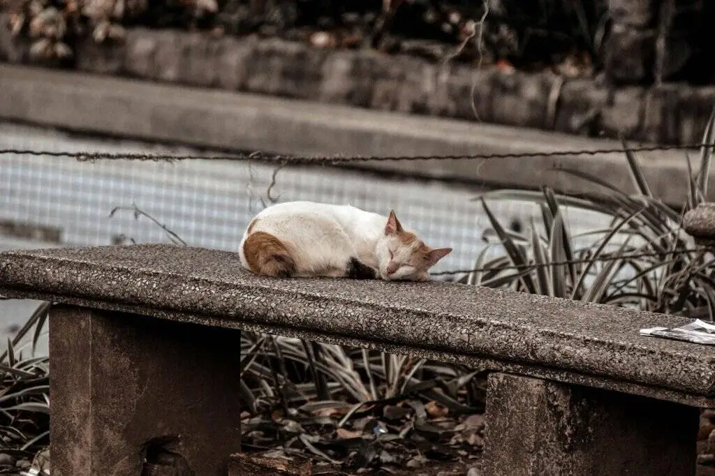 animales abandonados España