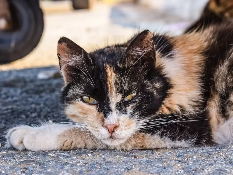 gato comunitario