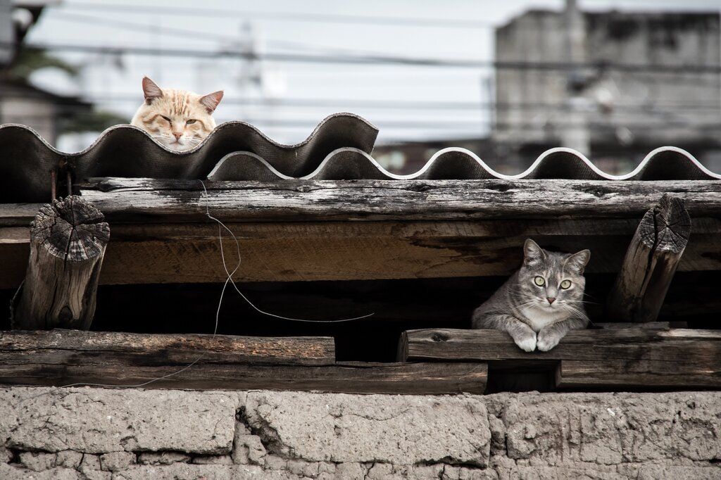 gatos comunitarios