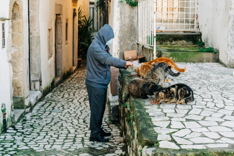 alimentación descontrolada de gatos en la calle
