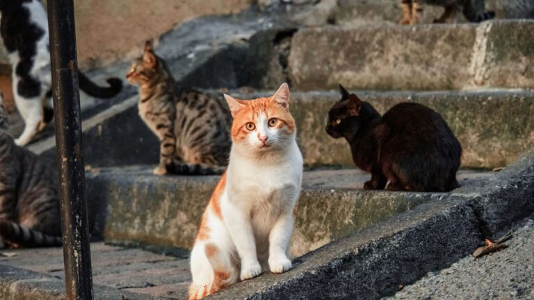 Gatos comunitarios (de qué viven)