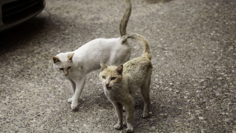 Lenguaje y señales de calma del gato callejero. Cómo puedes entender mejor a los gatos de colonia felina