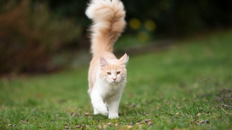 Señales de calma en los gatos domésticos. Qué tienes que saber sobre la gestualidad felina