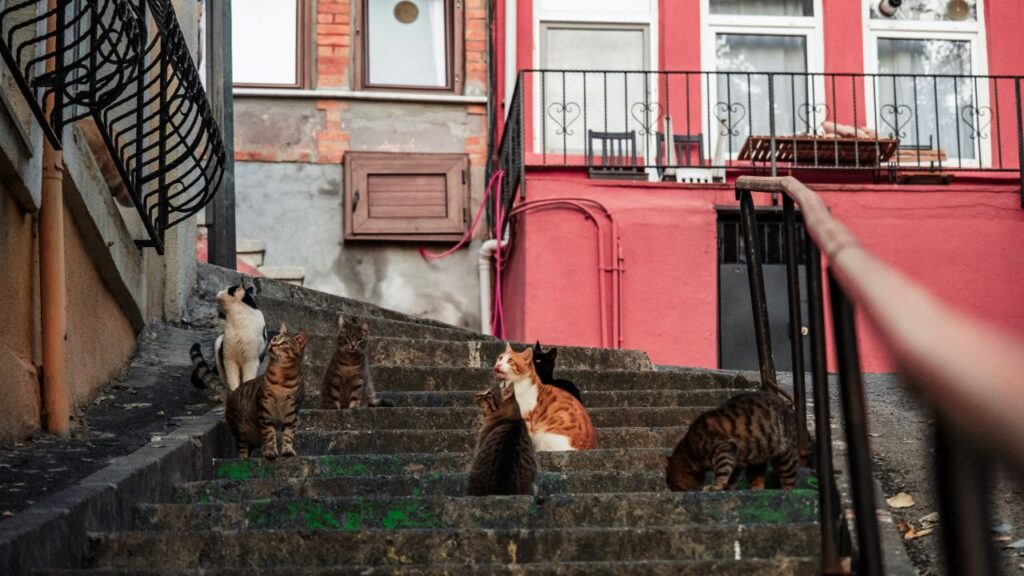 Gatos en propiedad privada y CER