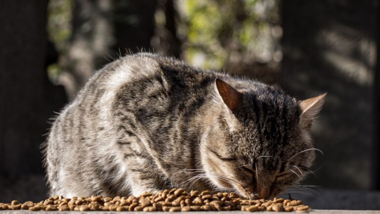 La importancia de leer el chip a los animales fallecidos en vía pública