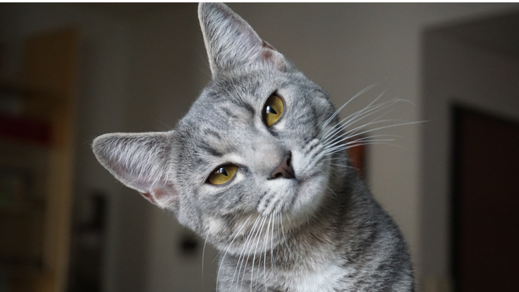¿Podemos convertir un gato no social en casero