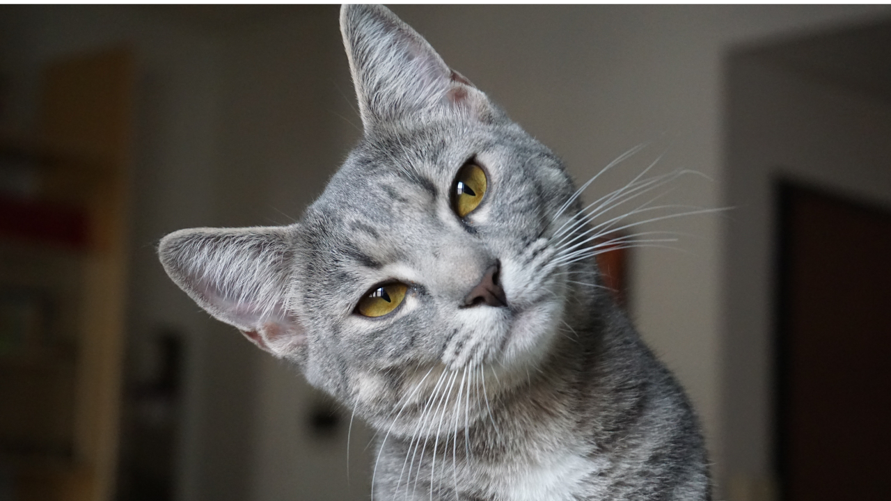 ¿Podemos convertir un gato no social en casero