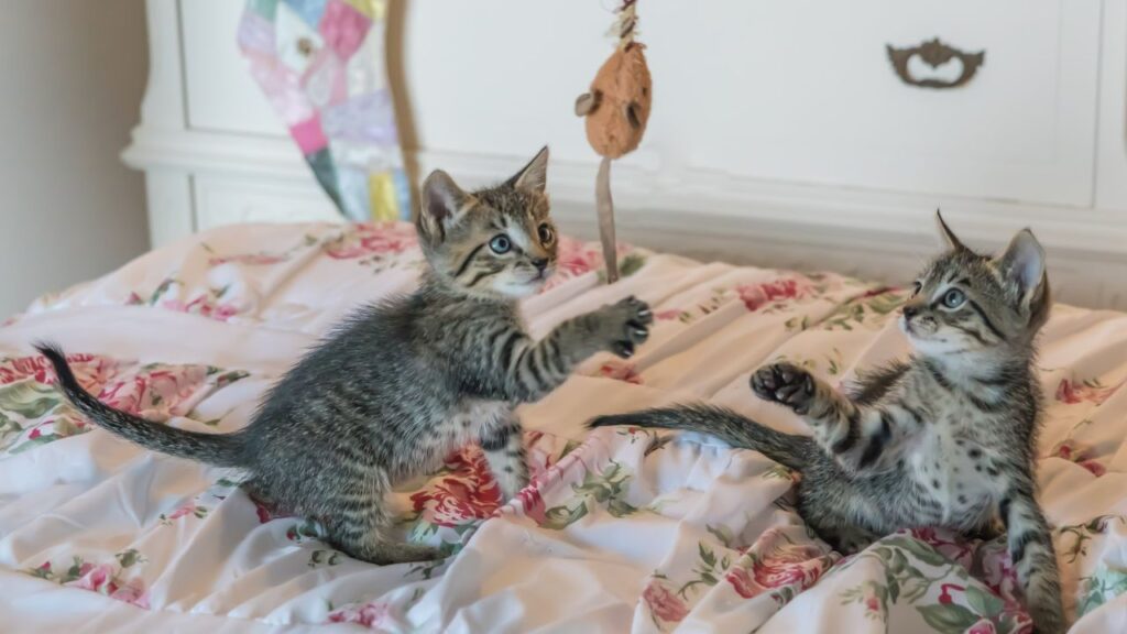 Cobrar por ser casa de acogida de gatos
