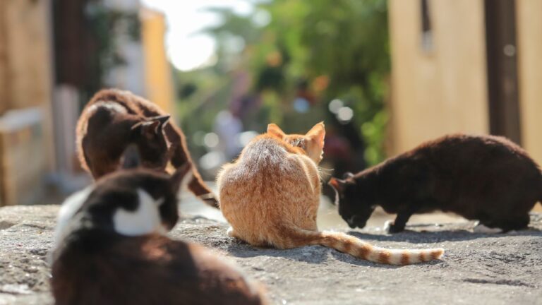 El Ayuntamiento dice que no tiene dinero para gatos