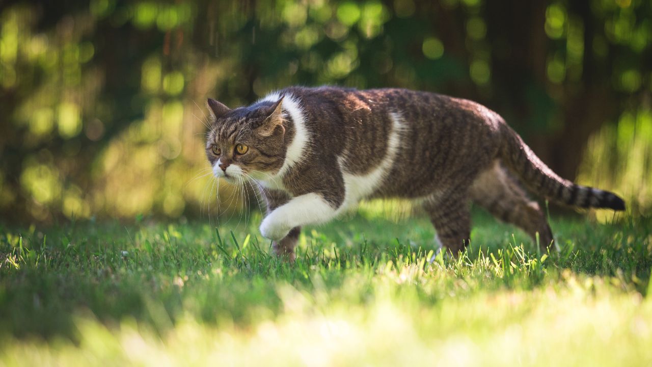 Manifiesto felino