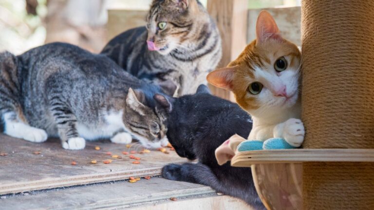 Todo el universo detrás de la gestión de población felina en tu pueblo o ciudad. Esto es lo que supone un CER