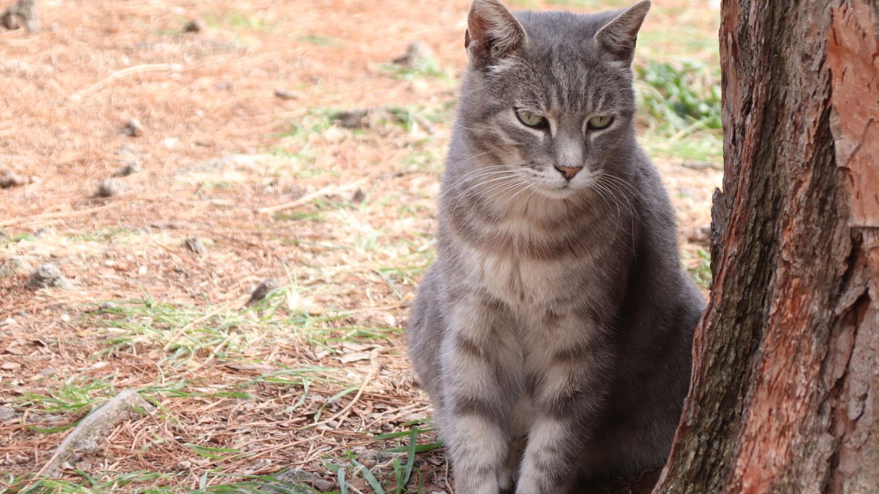 Así está la gestión de los gatos de la calle. Esto es lo que dice la Ley de Bienestar, pero no es lo que está pasando
