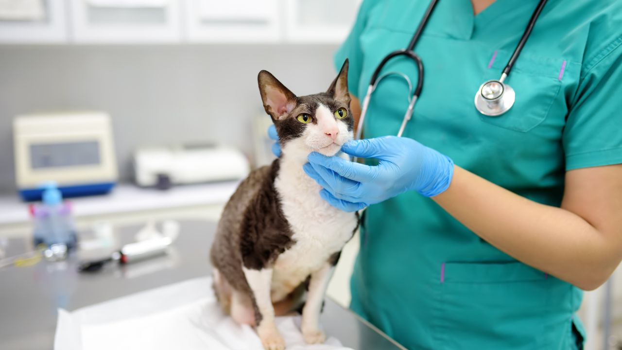 No debes hacer nunca esto cuando lleves a tu gato al veterinario