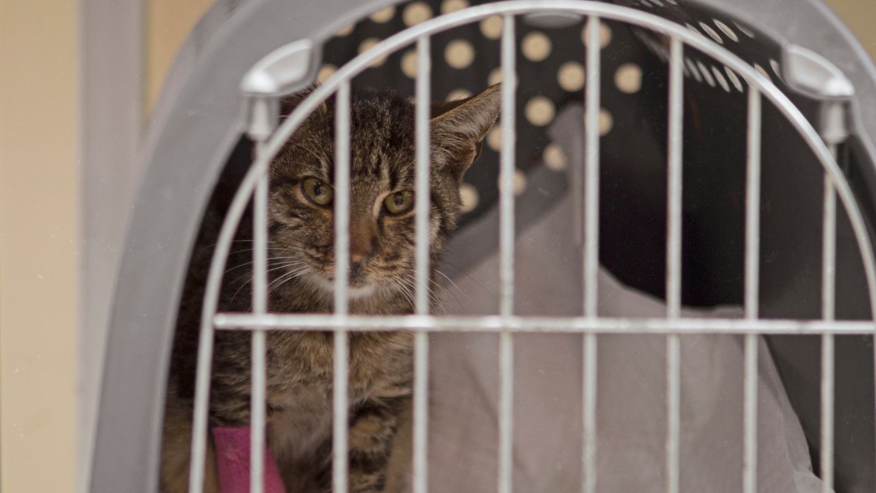Gatos del CER en el veterinario no cometas estos errores