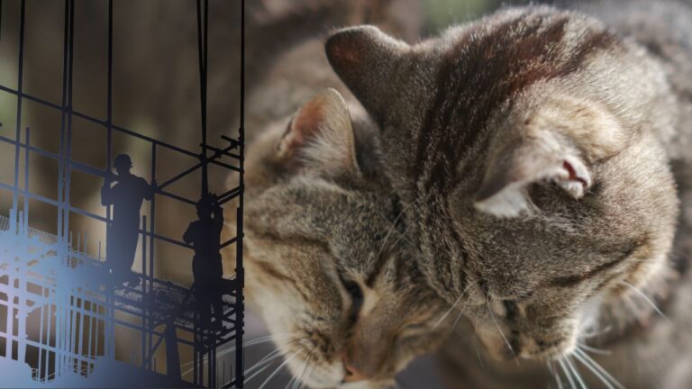 Gatos en zonas de obras. Los protocolos que todo ayuntamiento debería tener para sus colonias felinas