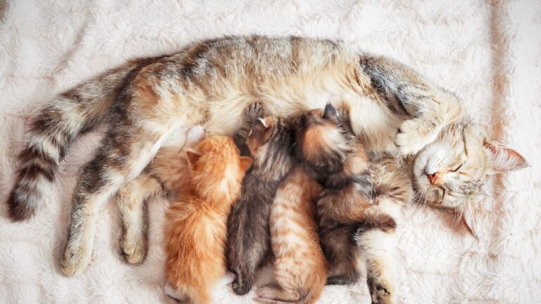 La edad de recogida de los gatitos de la calle es esta ni antes, ni después