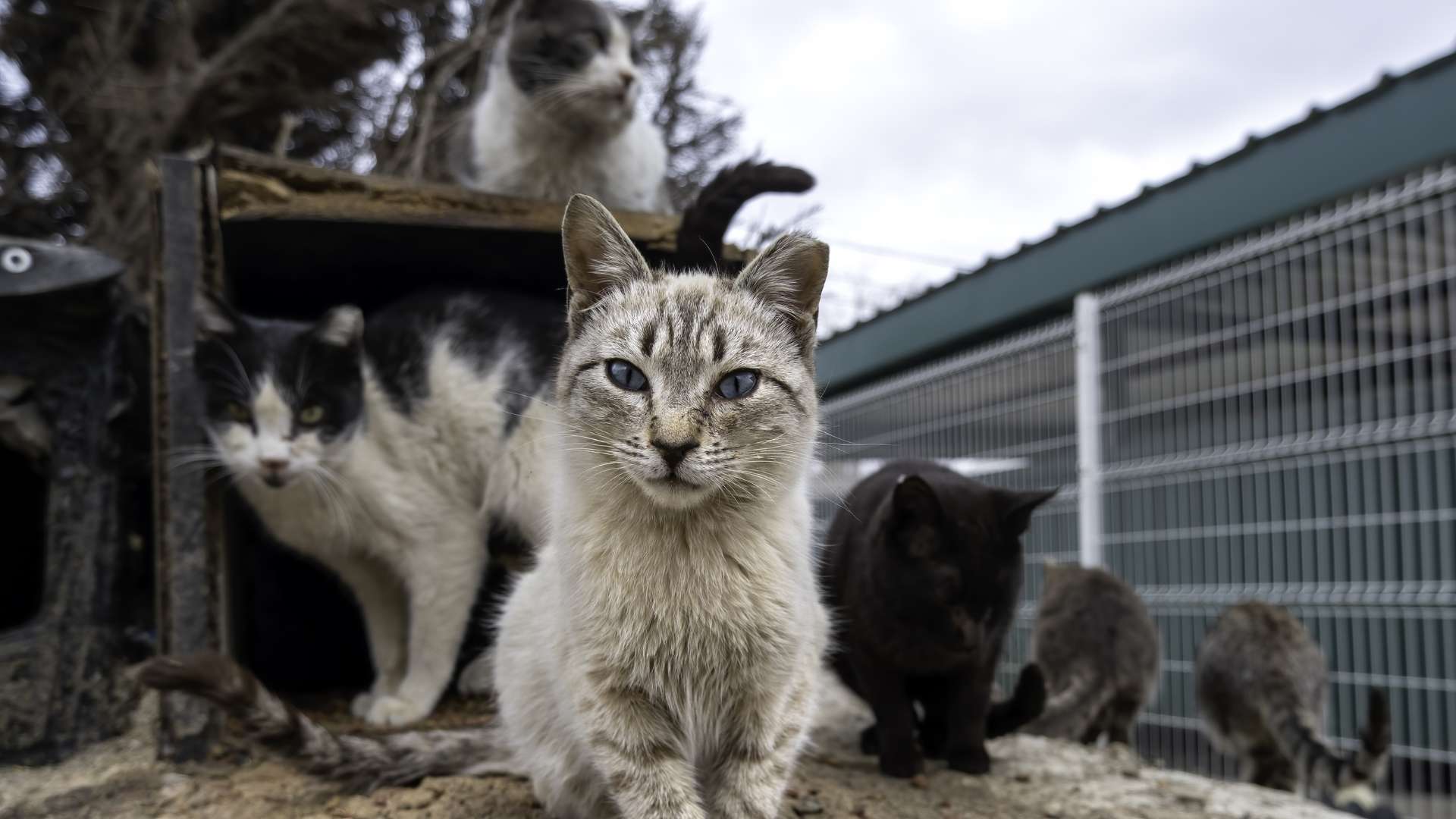 Lo que necesitas saber de la Ley de Bienestar Animal, si cuidas gatos comunitarios