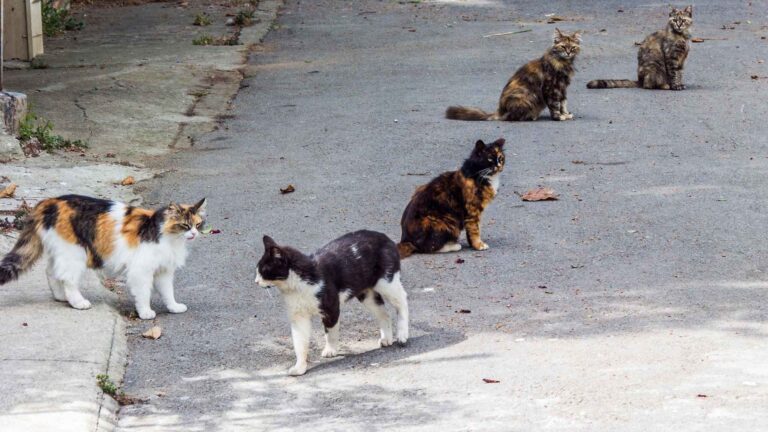 Los 3 tipos de gatos según la ley de bienestar animal