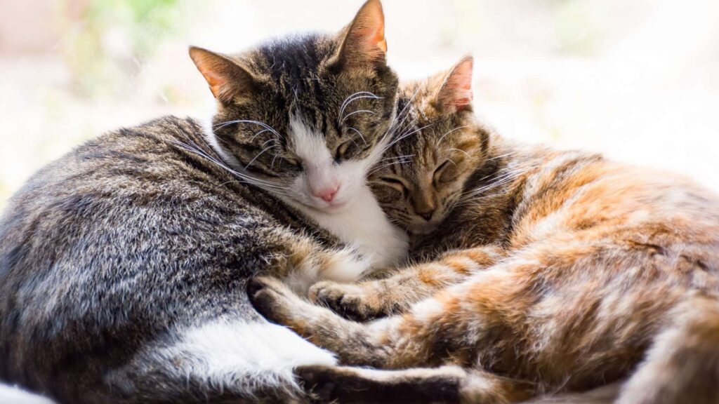 Así deberías presentar un gato en acogida (o recién adoptado) en una casa