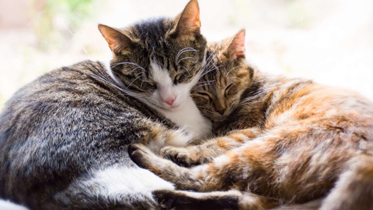 Así deberías presentar un gato en acogida (o recién adoptado) en una casa