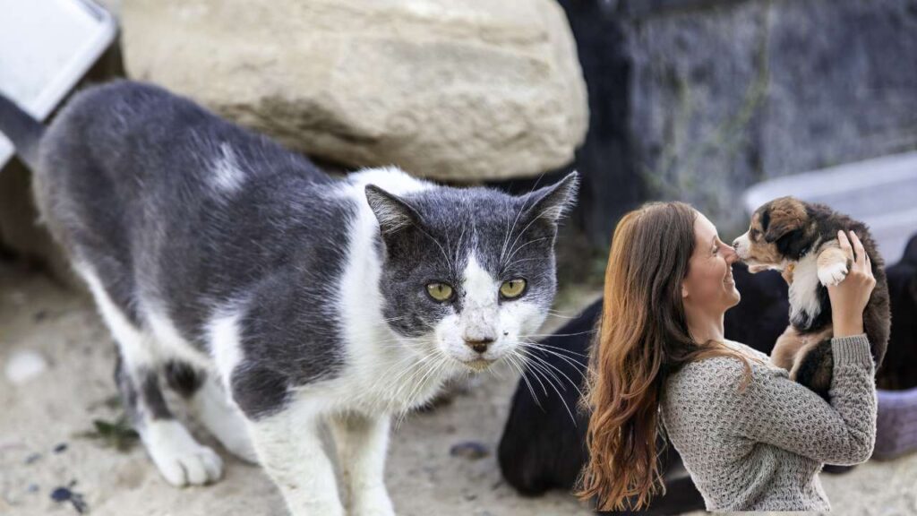 ¿Se abandona igual a perros y gatos Los problemas de las colonias felinas frente al modelo tradicional de protectora